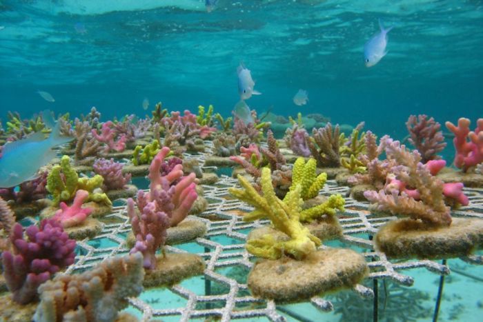 Corals For Conservation Restoring Reefs In The South Pacific corals-for-conservation-restoring-reefs-in-the-south-pacific